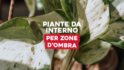 Piante da interno per zone d'ombra: come scegliere
