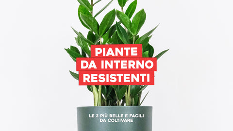 Piante da interno resistenti 