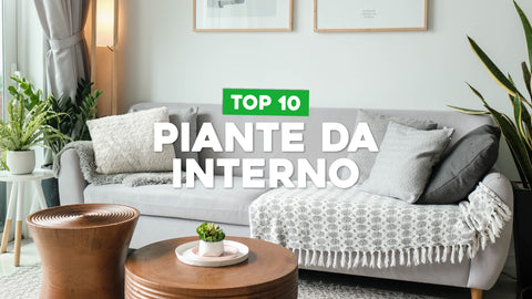 Piante belle da interno: le migliori 10