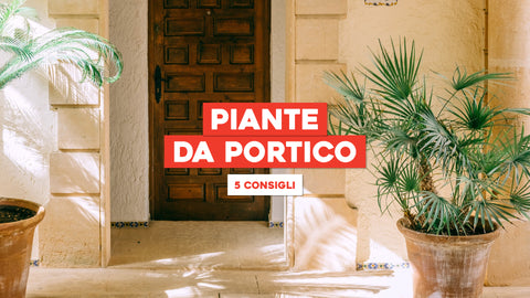 Piante da portico: 5 consigli e come scegliere