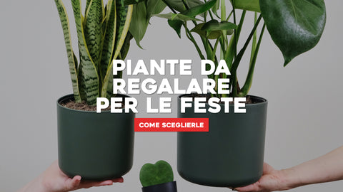 Piante da regalare per le feste: come sceglierle