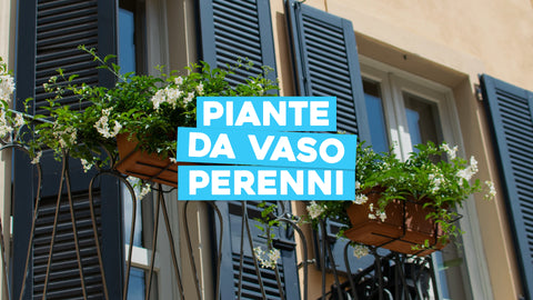 Piante da vaso perenni
