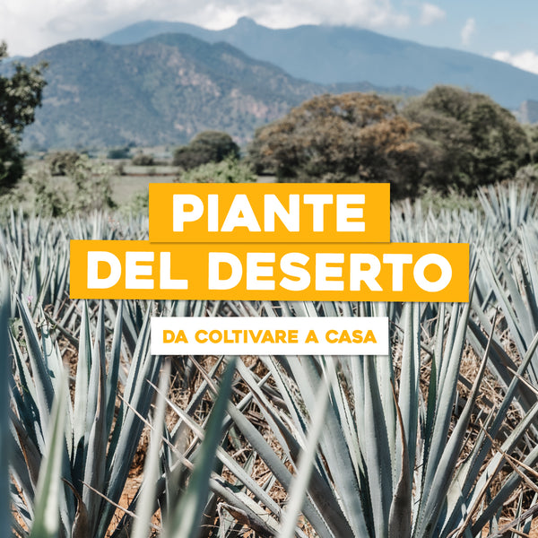 MIX Varietà AGAVE, Pianta Rara Giardino Esotico Deserto Paesaggio - Foto 4