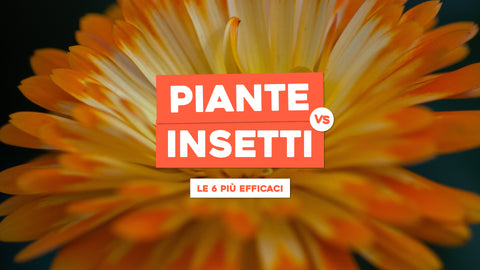 Piante contro gli insetti: le 6 più efficaci