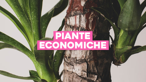 Piante economiche