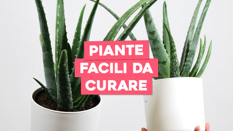Piante facili da curare: ecco le migliori