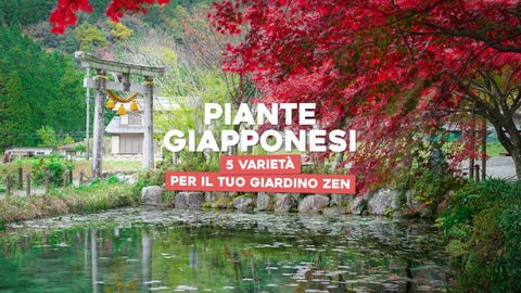 Piante giapponesi, 5 varietà per il tuo giardino zen - Simegarden 