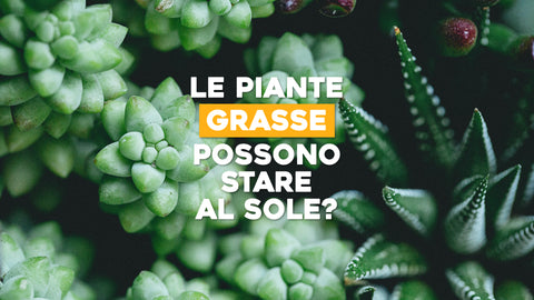 Le piante grasse possono stare al sole?