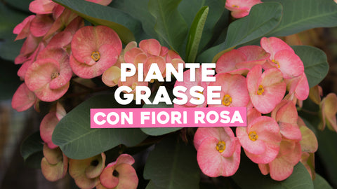 Piante grasse con fiori rosa: ecco le più belle