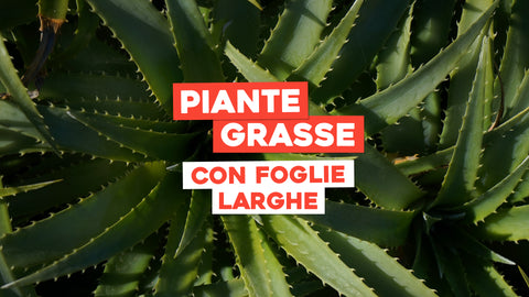 Piante grasse con foglie grandi: tutte le varietà