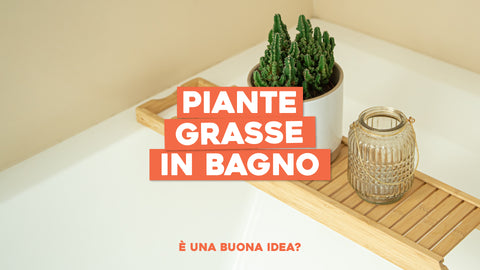 Piante grasse in bagno: è una buona idea?