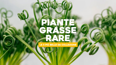 Piante grasse rare 
