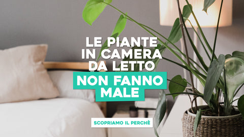 Piante in camera da letto: perché non fanno male