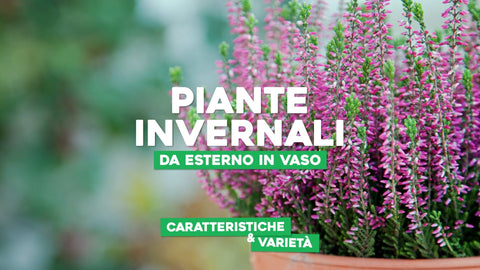 Piante invernali da esterno in vaso: caratteristiche e varietà - Simegarden