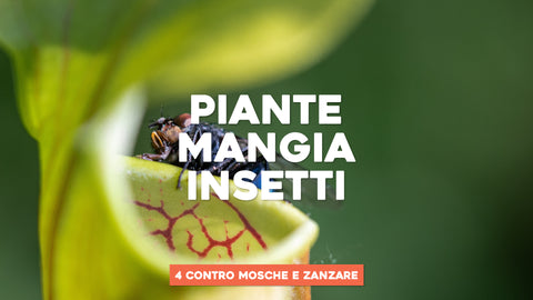 Piante mangia insetti: 4 contro mosche e zanzare