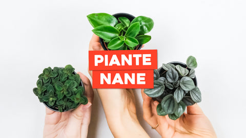 Nanismo Piante: Scopri le Varietà dall'Altezza Contenuta
