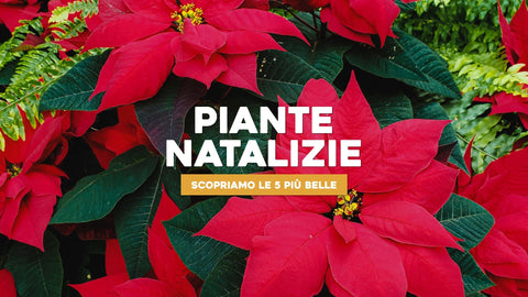 Piante natalizie: le 5 più belle per la casa e da regalare - Simegarden 