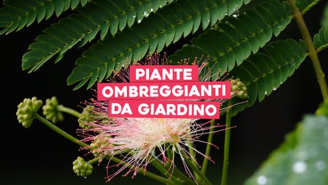 Piante ombreggianti da giardino 