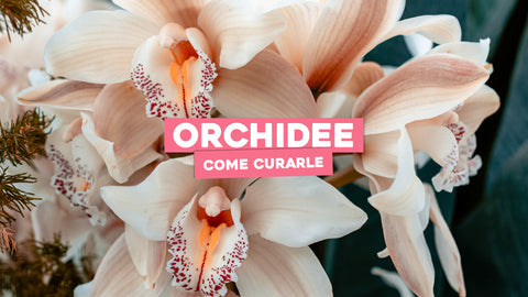 Piante orchidee: come curarle