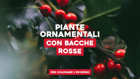 Piante ornamentali con bacche rosse per colorare l'inverno - Simegarden 