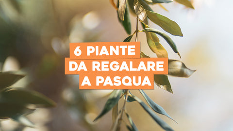 Le 6 piante da regalare a Pasqua