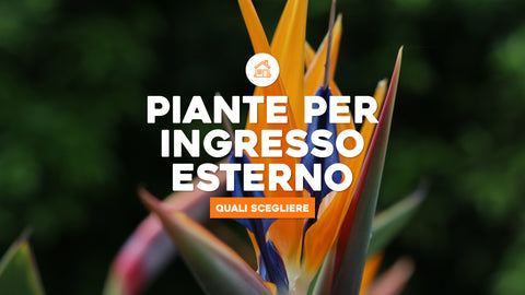 Piante per ingresso esterno: ecco su quali puntare