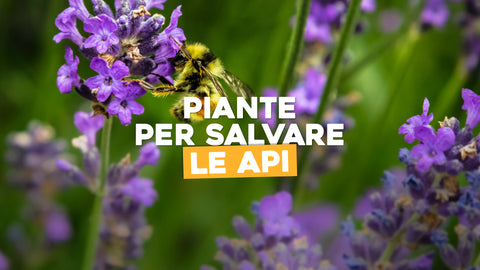 Piante per salvare le api 