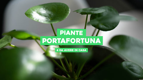 Piante portafortuna