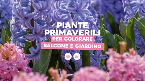 Piante primaverili: 5 per colorare il balcone e il giardino - Simegarden 