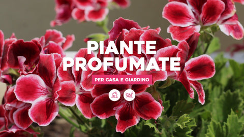 Piante profumate per la casa e per il giardino - Simegarden 