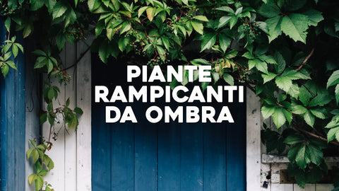 Piante rampicanti da ombra: ecco quali sono
