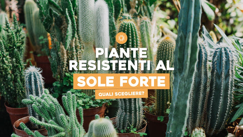 Piante resistenti al sole forte: ecco quali scegliere - Simegarden 