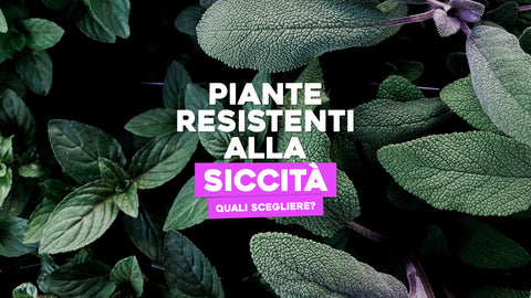 Piante resistenti alla siccità: quali scegliere