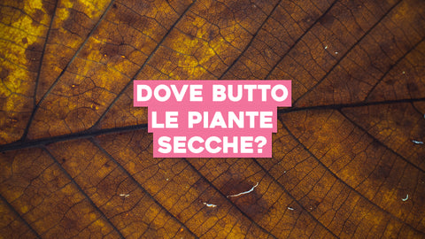 Dove si Buttano le Piante Secche: Soluzioni Eco-Friendly per lo Smaltimento
