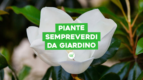 Piante sempreverdi da giardino: quali scegliere