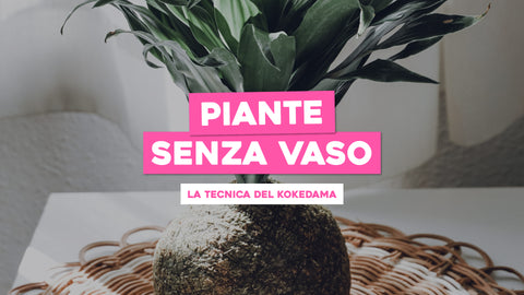 Piante senza vaso: la tecnica del Kokedama