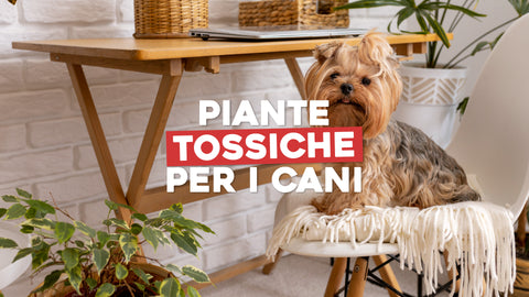 Piante tossiche per i cani e come riconoscerle