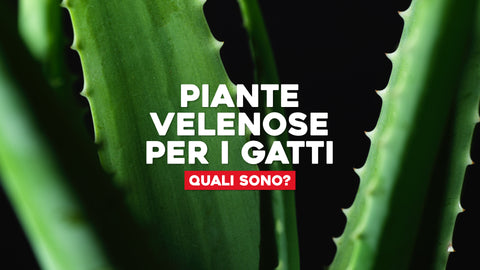 Piante velenose per i gatti quali sono? 1