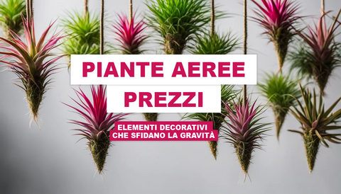 Piante Aeree Prezzi: Elementi Decorativi che Sfidano la Gravità