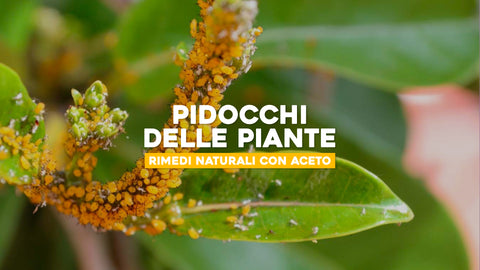 Pidocchi delle piante: rimedi naturali con aceto