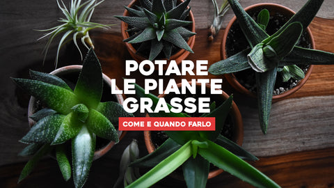 Potare le piante grasse: come e quando farlo