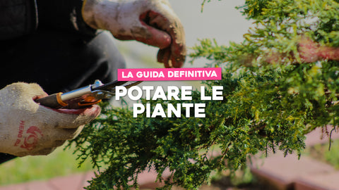 Come potare piante: la guida definitiva