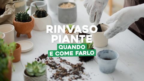 Rinvaso piante: perché è importante e quando e come farlo - Simegarden 
