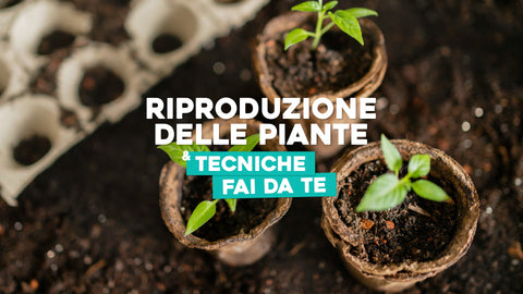 Riproduzione delle piante e principali tecniche fai da te - Simegarden 