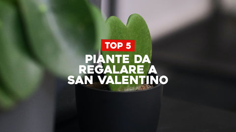 Le 5 migliori piante da regalare a San Valentino