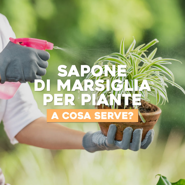 Piante Da Interno Con Foglie Rosse - Come Coltivare Il Coleus Per Chi - Foto 8