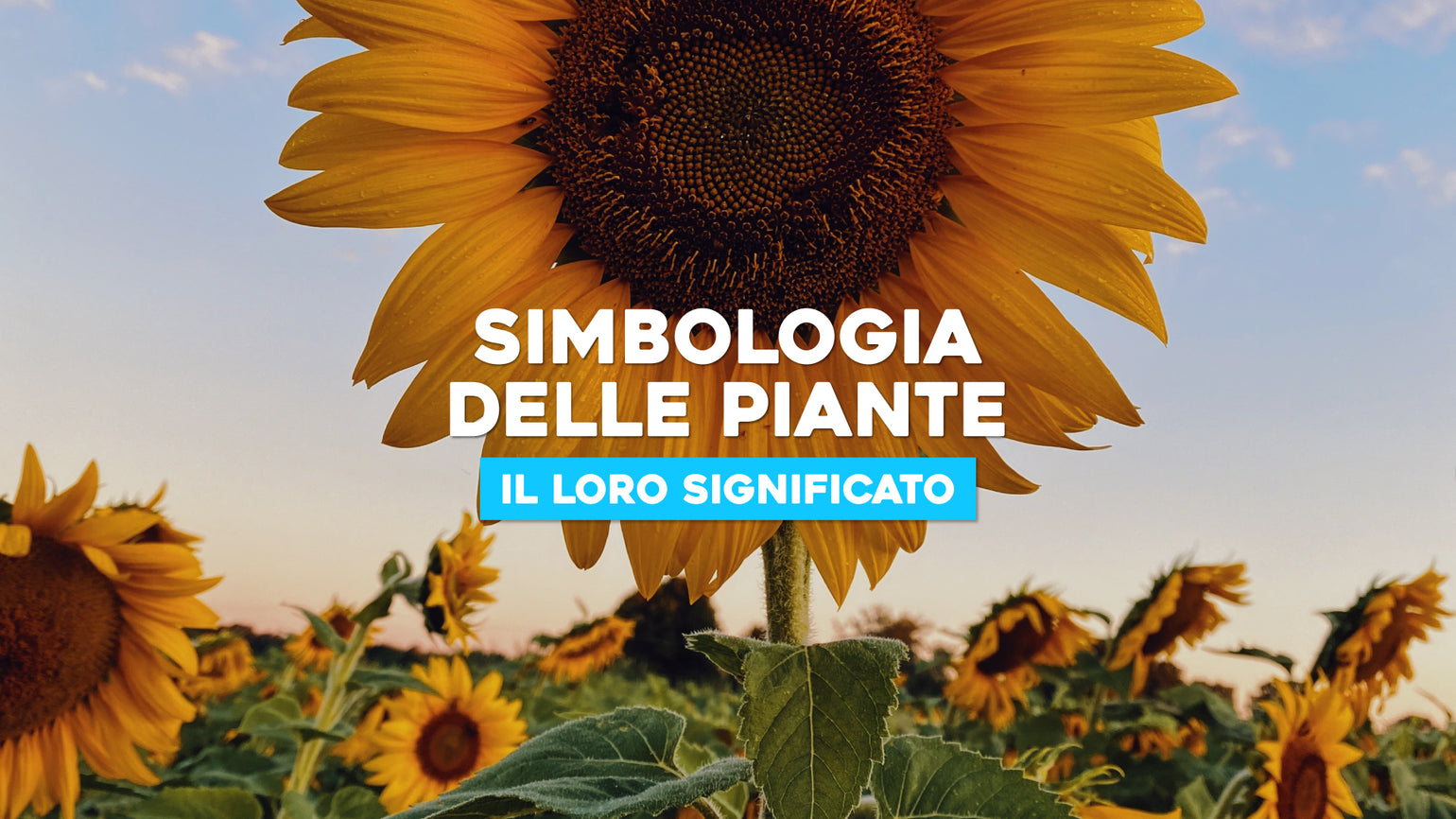 Simbologia delle piante: il loro significato – Simegarden