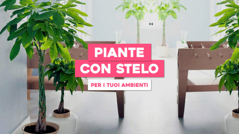 Piante con lo Stelo: Eleganza Verticale per i Tuoi Ambienti