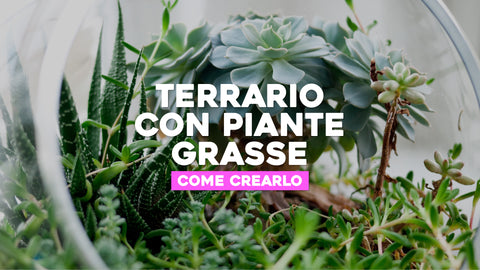 Come fare un terrario con piante grasse 