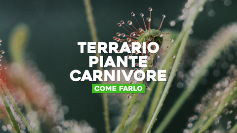 Terrario piante carnivore 